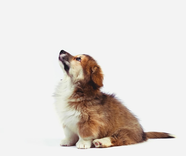 cachorrinho fofo corgi