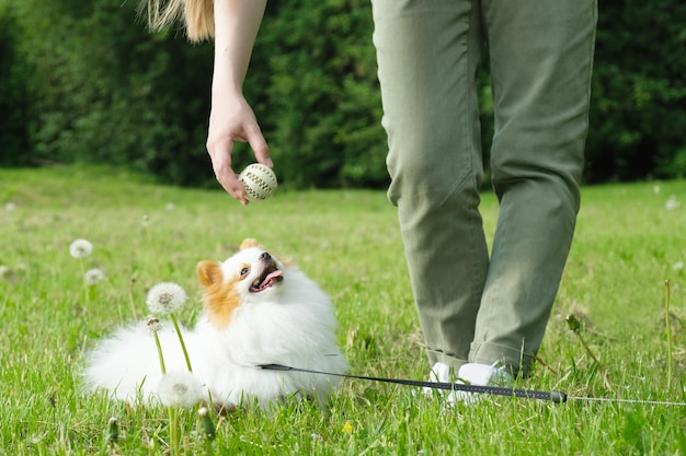 Cachorrinho fofo da Pomerânia em um gramado verde no parque está treinando com uma bola redonda