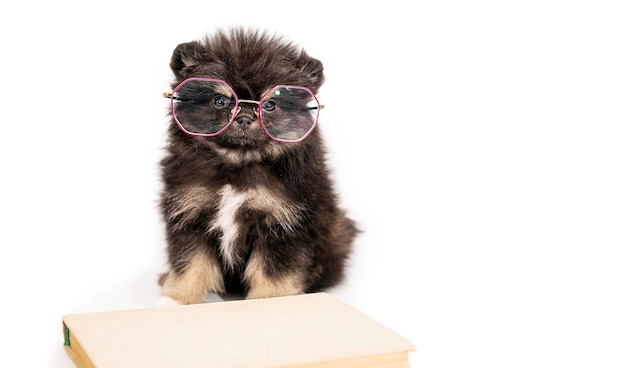 Cachorrinho fofo da pomerânia senta-se na frente de óculos e um livro