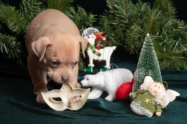 Foto cachorrinho fofo de american bully brincando com uma máscara de carnaval ao lado de cones de flocos de neve de galhos de árvores de natal