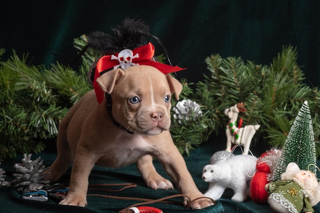 Cachorrinho fofo de American Bully em um chapéu de pirata de carnaval ao lado de cones de flocos de neve de galhos de árvores de Natal