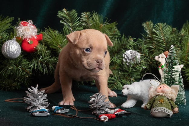 Cachorrinho fofo de American Bully olhando para uma árvore de Natal decorada com brinquedos, flocos de neve, cones, patins de gelo e anjos