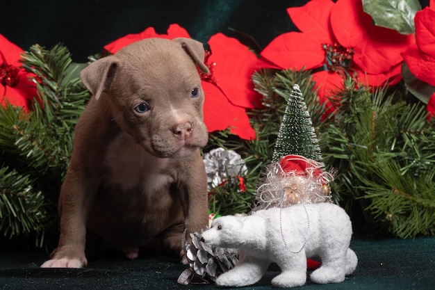 Cachorrinho fofo de American Bully sentado ao lado de galhos de árvores de Natal decorados com brinquedos de flores vermelhas poinsettia