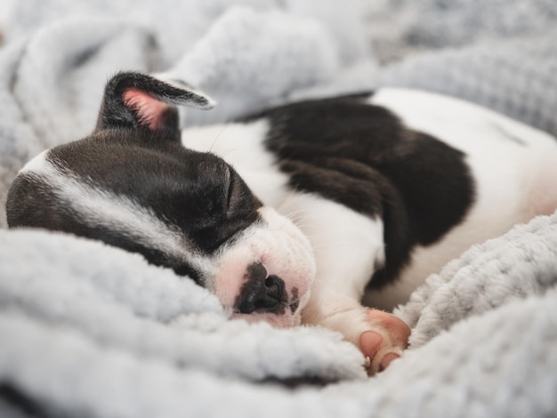 Cachorrinho fofo deitado na cama na sala de estar Dia claro e ensolarado Closeup dentro de casa Foto de estúdio Luz do dia Conceito de cuidados educação obediência treinamento e criação de animais de estimação