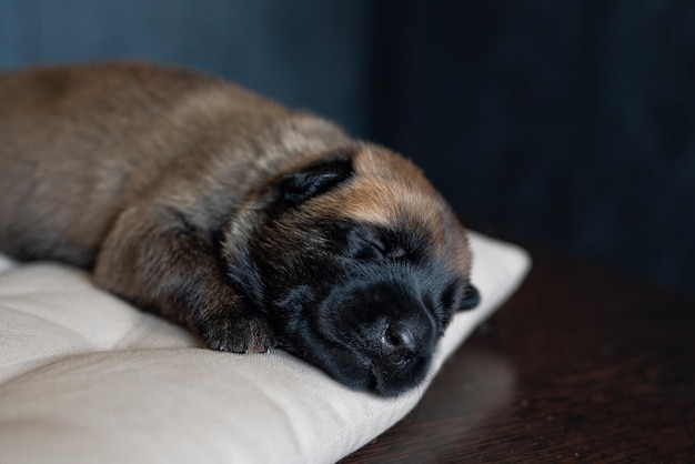 Foto cachorrinho fofo dormindo no travesseiro raça malinois