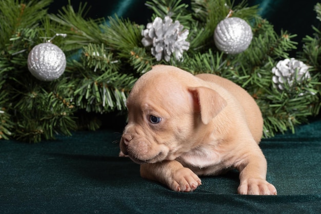 Cachorrinho fofo e inquisitivo americano deitado ao lado de galhos de árvores de natal natal e ano novo para animais de estimação