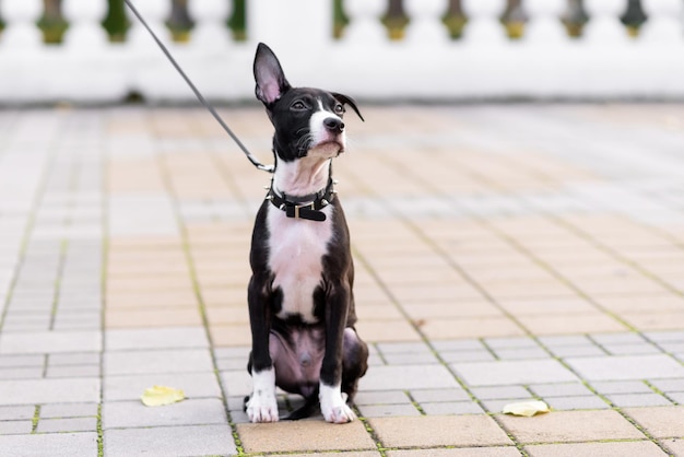 Cachorrinho fofo em preto e branco em uma coleira com pontas Sentado olhando para longe Cão mix Staffordshire Terrier e Pit Bull Terrier