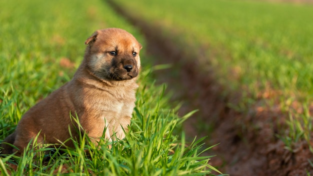 Cachorrinho fofo em seul, coréia.