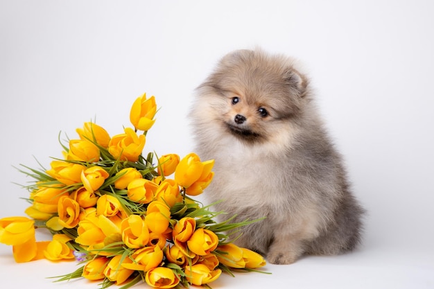 Cachorrinho fofo fofo da Pomerânia com um buquê de flores de primavera em um fundo branco