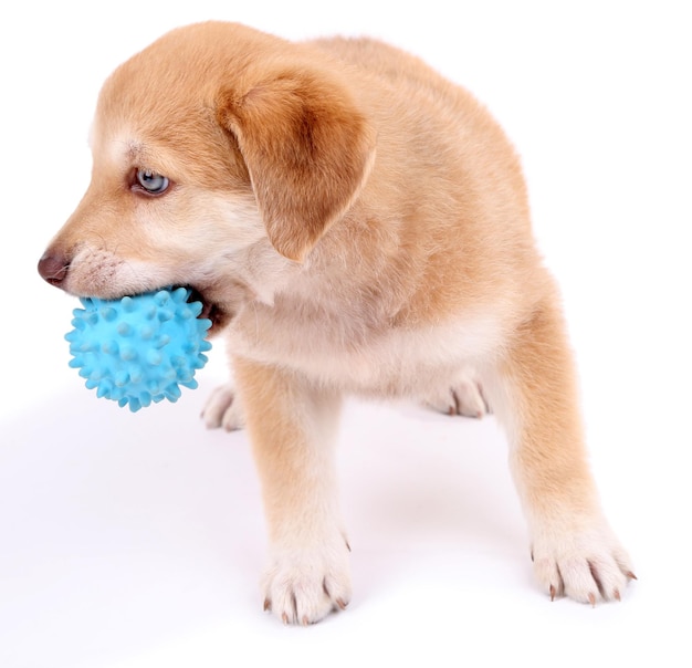 Foto cachorrinho fofo golden retriever isolado no branco