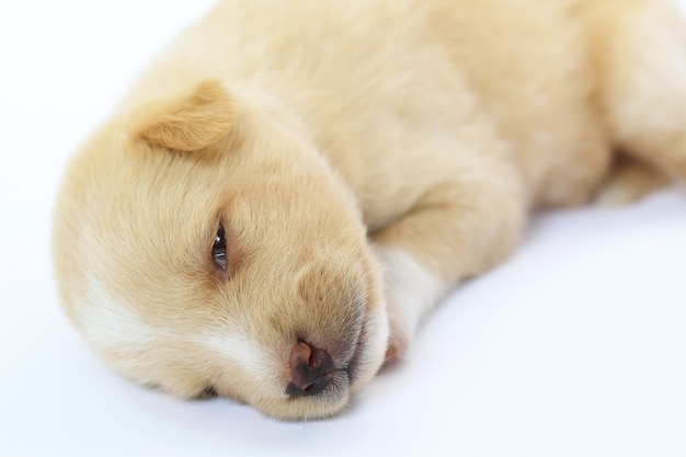 Cachorrinho fofo isolado.