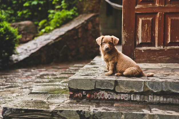 Cachorrinho fofo marrom fica a casa de passos