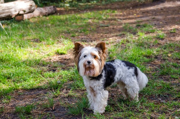 cachorrinho fofo na floresta