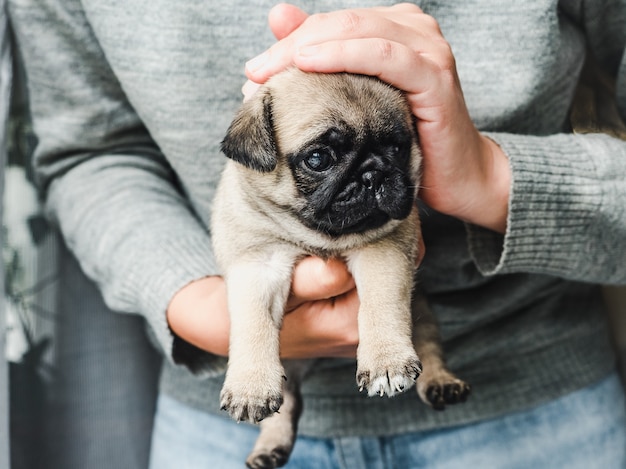 Cachorrinho fofo segurado pelo dono