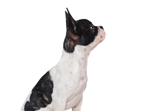 Cachorrinho fofo sentado na mesa Foto de estúdio Fundo isolado Closeup dentro de casa Luz do dia Conceito de cuidado educação obediência treinamento e criação de animais de estimação