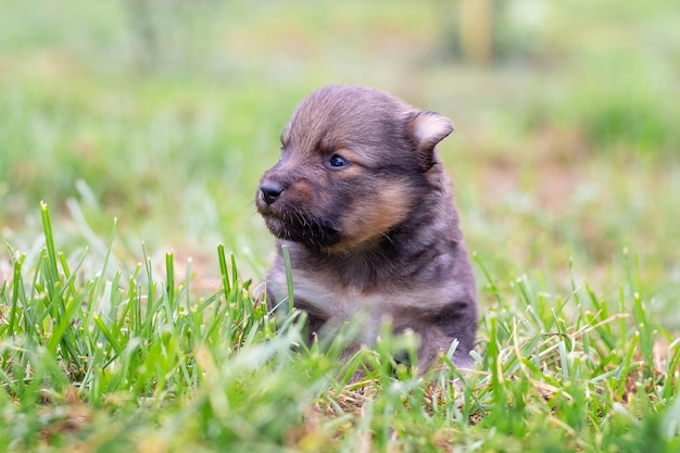 Cachorrinho fofo sentado no jardim na grama