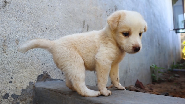 Foto cachorrinho fofo.