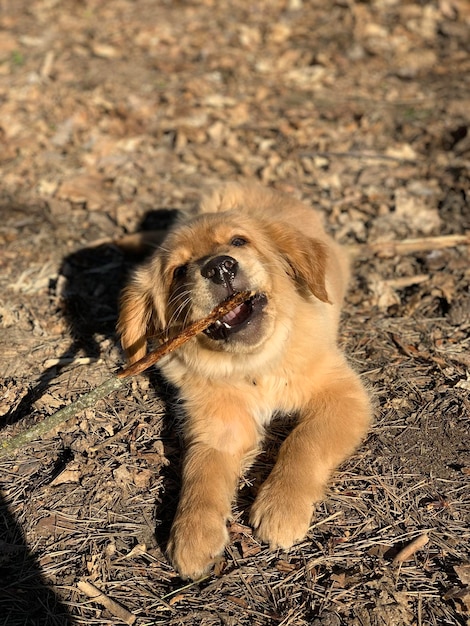 cachorrinho golden retriever roendo um pedaço de pau deitado ao sol na floresta Cachorro-ruivo comendo um pedaço de pau