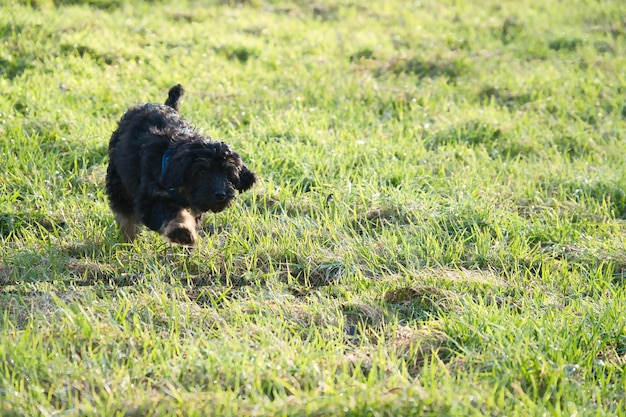 Cachorrinho Goldendoodle brincando em um prado Cão híbrido que não causa alergia a pelos de animais