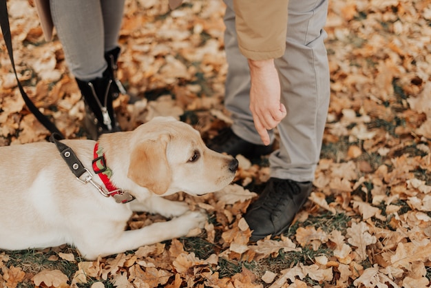 Cachorrinho labrador deitado em um parque de outono entre folhas amarelas perto de seus donos