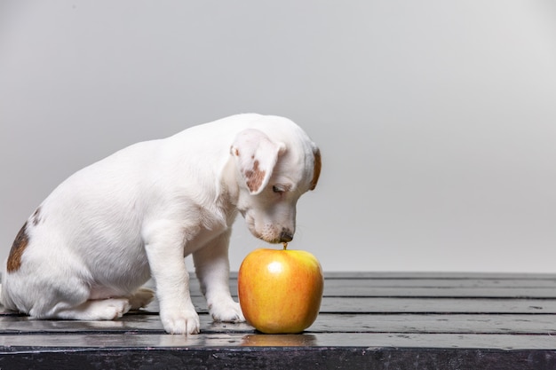 Cachorrinho lambe maçã grande. lindo cachorro degustação de maçã.