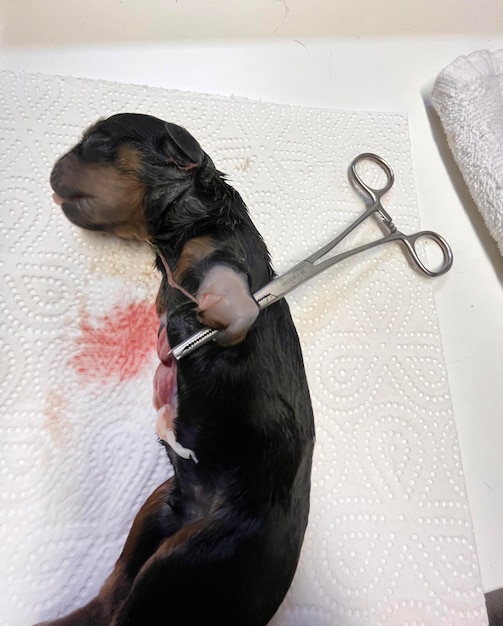 cachorrinho malformado rottweiler recém-nascido no veterinário