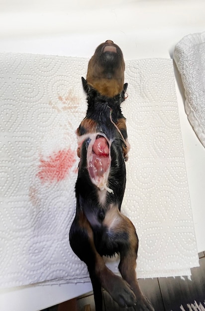 cachorrinho malformado rottweiler recém-nascido no veterinário