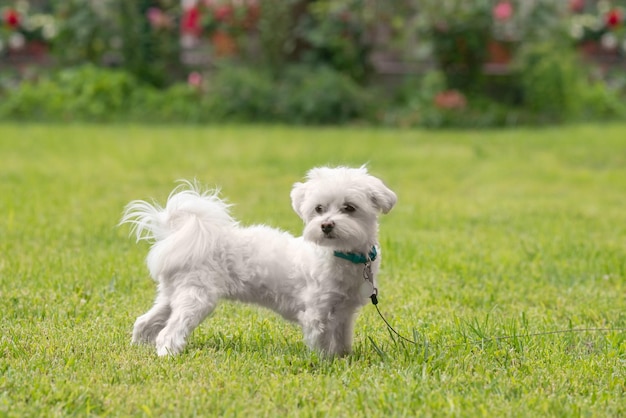 Cachorrinho maltês fofo andando na grama verde