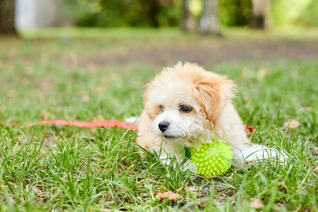 Cachorrinho Maltipoo brincando com uma bola na grama verde