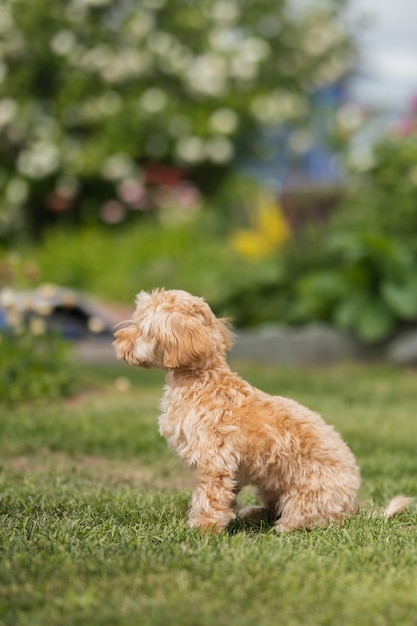 Cachorrinho maltipu sentado na grama verde do parque