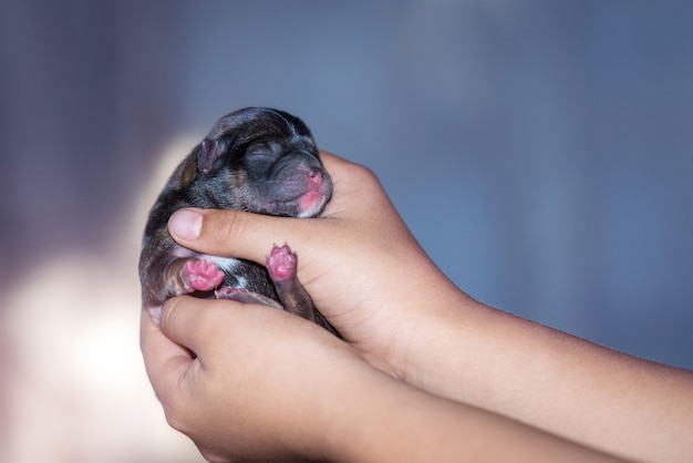 Cachorrinho na mão