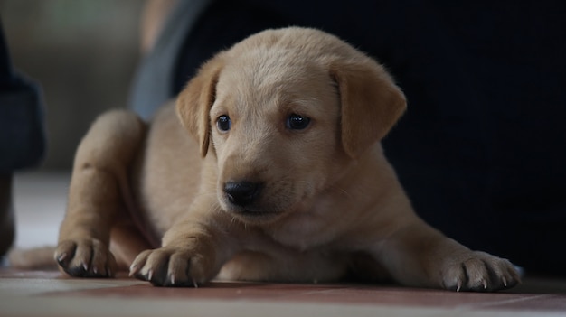 cachorrinho no chão