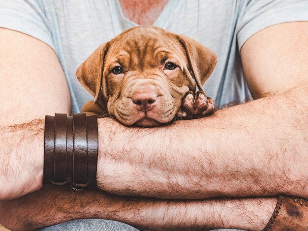 Cachorrinho novo nas mãos do proprietário