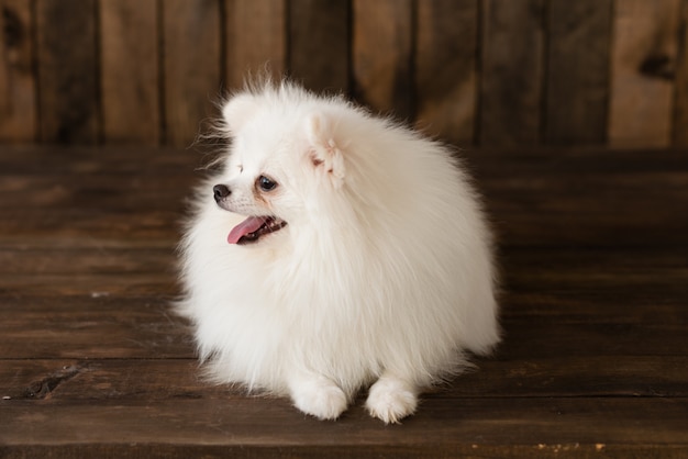 Cachorrinho pequeno do spitz-cão de Pomeranian. Pode ser usado como pano de fundo