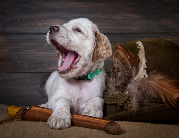 Cachorrinho pequeno setter inglês com faca