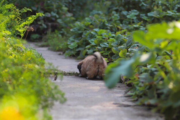 cachorrinho pequinês fofo brincando em um dia ensolarado no quintal