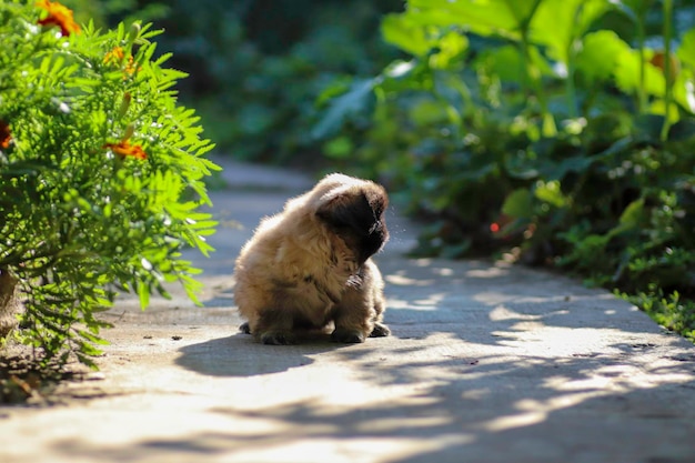 cachorrinho pequinês fofo brincando em um dia ensolarado no quintal