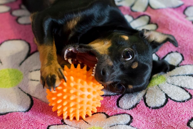 Cachorrinho preto mordisca a bola