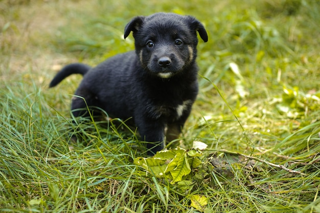 Cachorrinho preto pequeno bonito sentado na grama