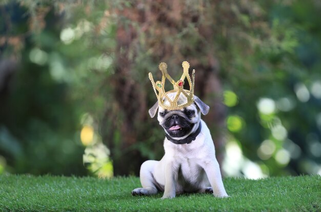 cachorrinho pug com uma coroa no gramado