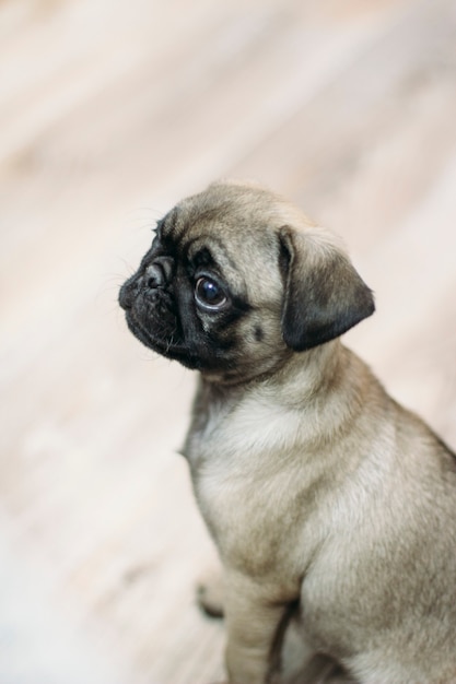 cachorrinho pug