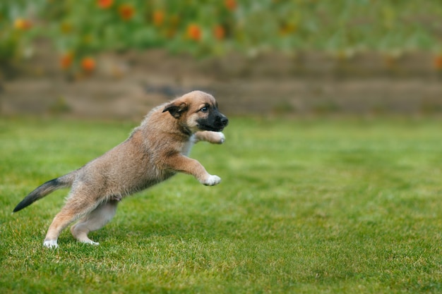 Cachorrinho pulando e brincando na grama