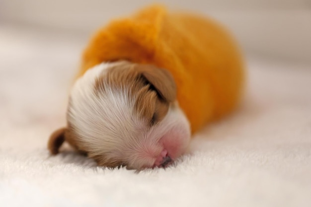 Cachorrinho recém-nascido em um fundo branco, foco suave