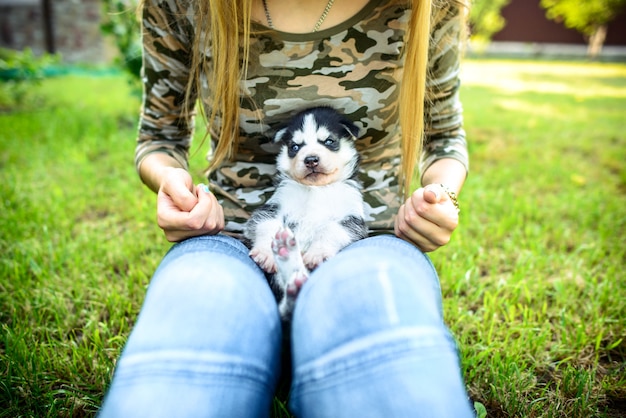 Cachorrinho ronco muito pequeno ao ar livre nas mãos da mulher