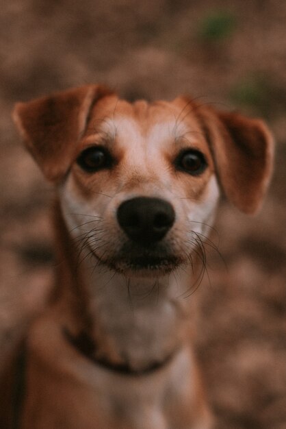 Cachorrinho ruivo na floresta