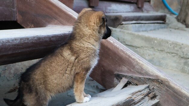 Cachorrinho sem-teto na escada perto da casa na aldeia. Um cachorrinho engraçado guarda a casa.