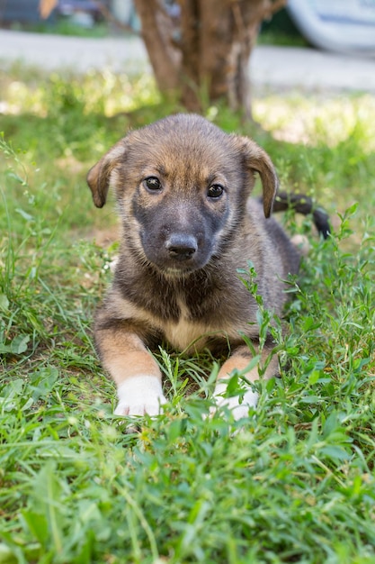 Cachorrinho sem-teto pequeno encontra-se na grama