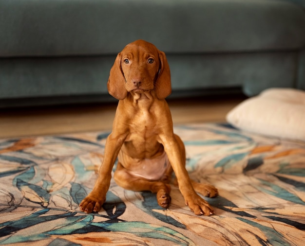 Cachorrinho sentado em um tapete colorido