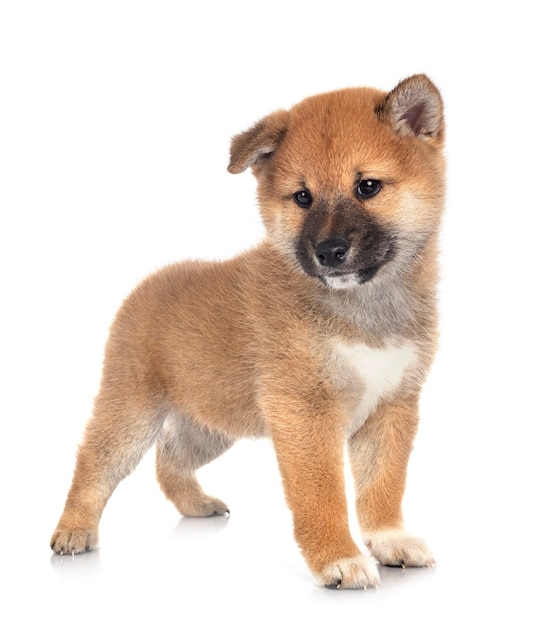 Cachorrinho shiba