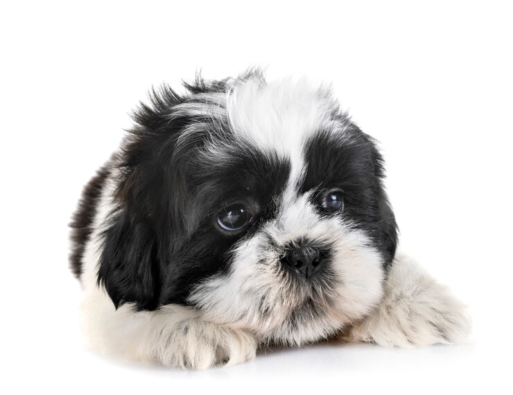 Foto cachorrinho shih tzu
